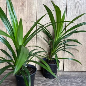 Pandan Live Plant - Aromatic Pandanus Plant in 4 inch Pot, 14-20 inches tall - Image 3