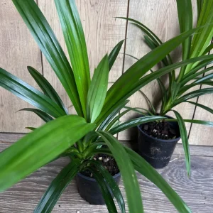 Pandan Live Plant - Aromatic Pandanus Plant in 4 inch Pot, 14-20 inches tall - Image 4