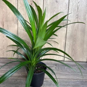 Pandan Live Plant - Aromatic Pandanus Plant in 4 inch Pot, 14-20 inches tall - Image 5