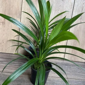 Pandan Live Plant - Aromatic Pandanus Plant in 4 inch Pot, 14-20 inches tall - Image 6