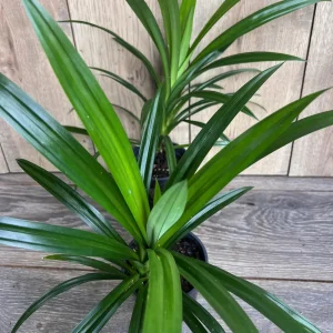 Pandan Live Plant - Aromatic Pandanus Plant in 4 inch Pot, 14-20 inches tall - Image 8