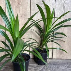 Pandan Live Plant – Culinary & Aromatic – 4 inch Pot – Indoor/Outdoor - Image 2