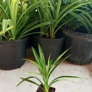 Pandan Live Plant - Fragrant Pandanus Amaryllifolius Rooted Plant - Indoor/Outdoor - Image 5