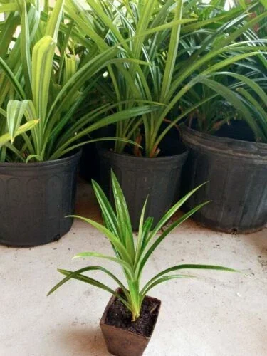 Pandan Live Plant - Fragrant Pandanus Amaryllifolius Rooted Plant - Indoor/Outdoor - Image 5