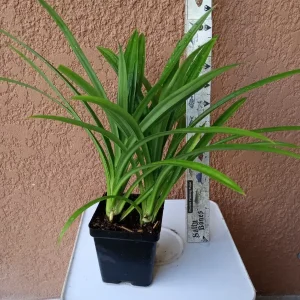 Pandan Live Plant - Fragrant Pandanus Amaryllifolius Rooted Plant - Indoor/Outdoor - Image 7