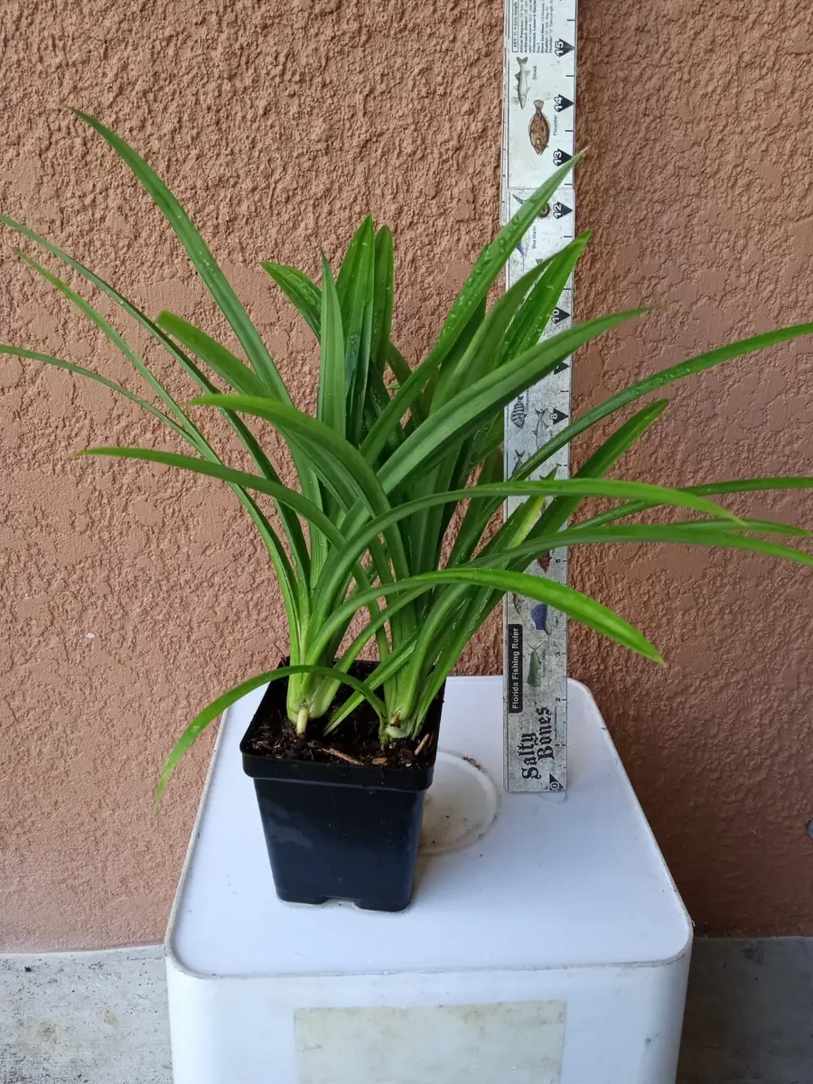 Pandan Live Plant - Fragrant Pandanus Amaryllifolius Rooted Plant - Indoor/Outdoor - Image 7