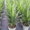 Pandan Live Plant (Lá Dứa) 10-17 inches Tall - Organically Grown Potted - Image 1