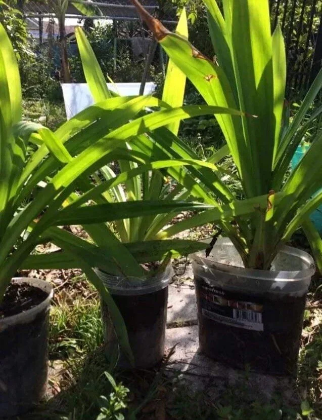Pandan Live Plant (Lá Dứa) 10-17 inches Tall - Organically Grown Potted - Image 3