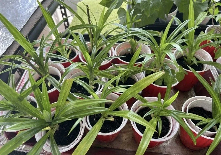 Pandan Live Plant (Lá Dứa) 10-17 inches Tall - Organically Grown Potted - Image 6