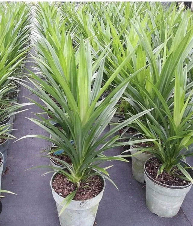 Pandan Live Plant (Lá Dứa) 10-17 inches Tall - Organically Grown Potted - Image 1