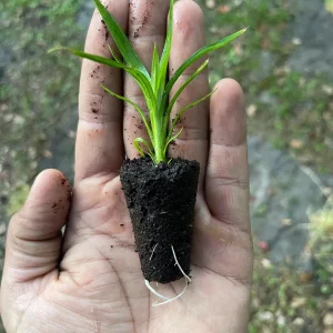 Pandan Live Plant – Pandanus Amaryllifolius – Tropical Culinary Herb 6-8 Feet Tall - Image 10