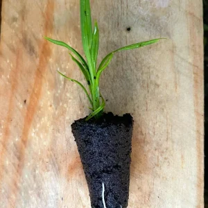 Pandan Live Plant – Pandanus Amaryllifolius – Tropical Culinary Herb 6-8 Feet Tall - Image 3