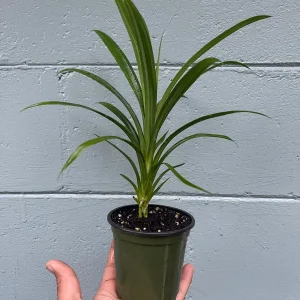 Pandan Live Plant – Pandanus Amaryllifolius – Tropical Culinary Herb 6-8 Feet Tall - Image 5