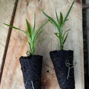 Pandan Live Plant – Pandanus Amaryllifolius – Tropical Culinary Herb 6-8 Feet Tall - Image 6