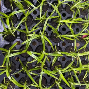 Pandan Live Plant – Pandanus Amaryllifolius – Tropical Culinary Herb 6-8 Feet Tall - Image 9