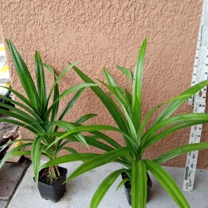 Pandan Plant Live - Fragrant Pandanus amaryllifolius Starter Plant, 6-9 inches, Potted - Image 5