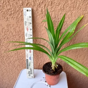 Pandan Plant Live - Fragrant Pandanus amaryllifolius Starter Plant, 6-9 inches, Potted - Image 8