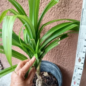 Pandan Plant Live - Pandanus Amaryllifolius Rooted Starter Plant - Fragrant Indoor/Outdoor Herb - Image 2