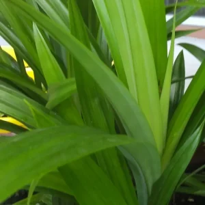 Pandan Plant Live - Pandanus Amaryllifolius Rooted Starter Plant - Fragrant Indoor/Outdoor Herb - Image 6