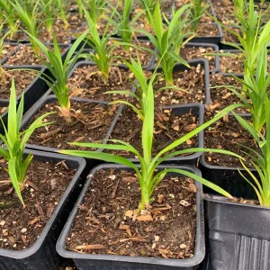 Pandan Plant Live Starter Plant – Pandanus amaryllifolius – 4 inch Pot – Indoor/Outdoor - Image 2