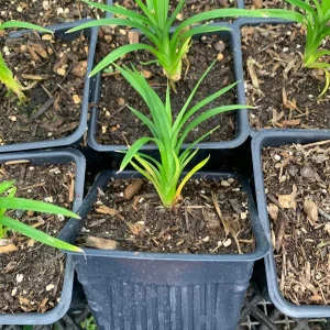 Pandan Plant Live Starter Plant – Pandanus amaryllifolius – 4 inch Pot – Indoor/Outdoor - Image 1