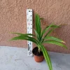 Pandan Rooted Plant - Pandanus Amaryllifolius (lá Dứa) - Fragrant 6-10" Live Plant - Image 1