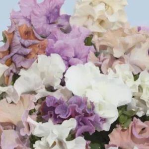 Pansy Live Plants - Hardy Perennials for Pots, Borders & Gardens - 1 inch Plug - Image 5