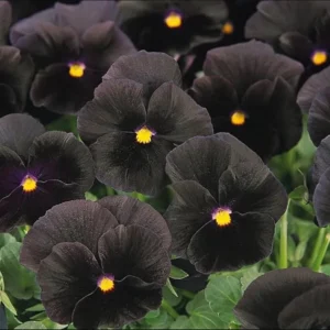 Pansy Viola Atlas Black Live Plant Plug – Fragrant Pollinator Flower - Image 2