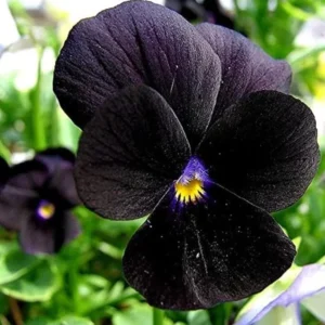 Pansy Viola Atlas Black Live Plant Plug – Fragrant Pollinator Flower - Image 3
