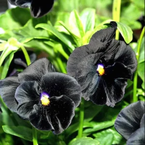 Pansy Viola Atlas Black Live Plant Plug – Fragrant Pollinator Flower - Image 1