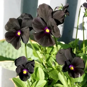 Pansy Viola Atlas Black Live Plant Plug – Fragrant Pollinator Flower - Image 4
