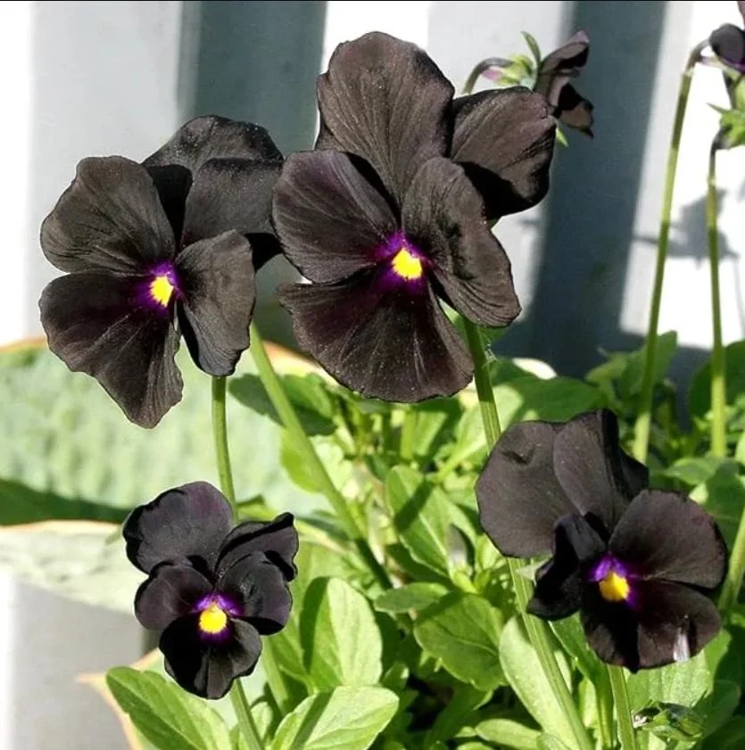 Pansy Viola Atlas Black Live Plant Plug – Fragrant Pollinator Flower - Image 4
