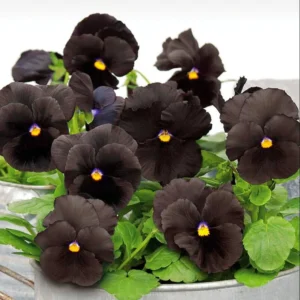 Pansy Viola Atlas Black Live Plant Plug – Fragrant Pollinator Flower - Image 5
