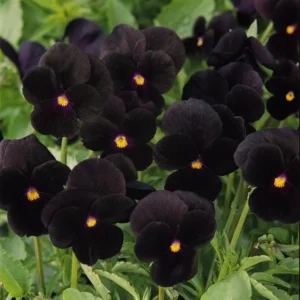 Pansy Viola Atlas Black Live Plant Plug – Fragrant Pollinator Flower - Image 6