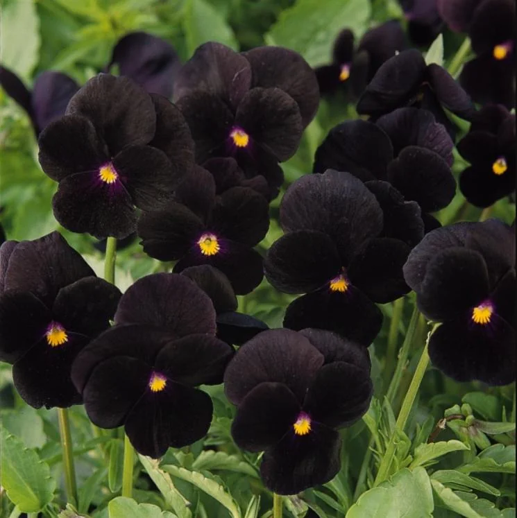 Pansy Viola Atlas Black Live Plant Plug – Fragrant Pollinator Flower - Image 6
