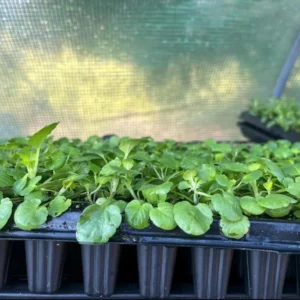 Pansy Viola Atlas Black Live Plant Plug – Fragrant Pollinator Flower - Image 7