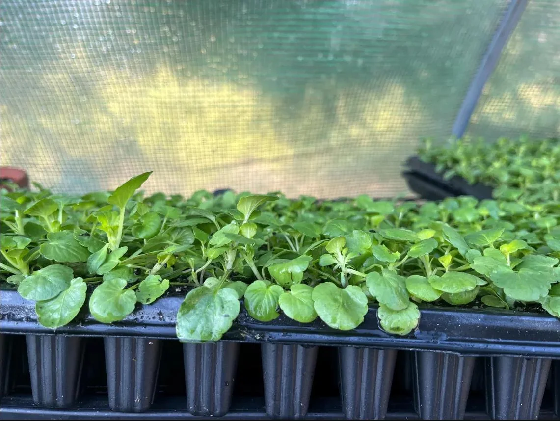 Pansy Viola Atlas Black Live Plant Plug – Fragrant Pollinator Flower - Image 7