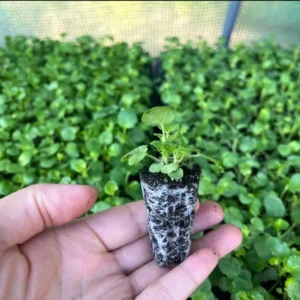 Pansy Viola Atlas Black Live Plant Plug – Fragrant Pollinator Flower - Image 8