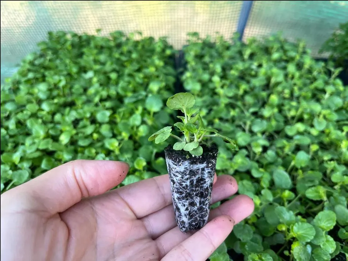 Pansy Viola Atlas Black Live Plant Plug – Fragrant Pollinator Flower - Image 8