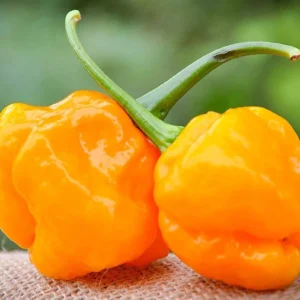Papa Dreadie Scotch Bonnet Hot Pepper Seeds - Premium 10 Seed Packet - Image 1