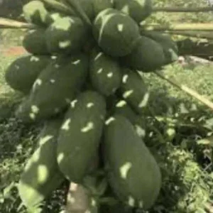 Papaya Live Plant - Organic, Fully Rooted, Fast Growing, 5-10 Inches Tall - Image 4