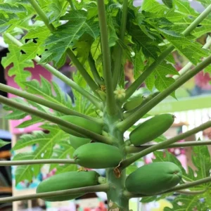 Papaya Live Starter Plant - 5-10" Tall Tropical Fruit Tree - Sweet & Easy Grow - Image 2