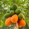 Papaya Live Starter Plant - 5-10" Tall Tropical Fruit Tree - Sweet & Easy Grow - Image 1