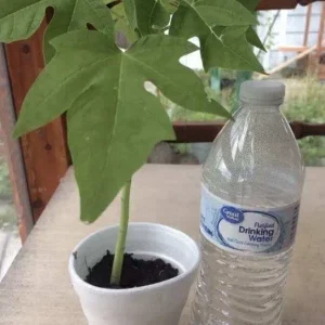 Papaya Plant Live – Organic, Fast Growing, 5-10 Inches Tall – Tropical Fruit Tree - Image 3