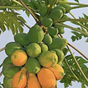Papaya Plant Live – Organic, Fast Growing, 5-10 Inches Tall – Tropical Fruit Tree - Image 6