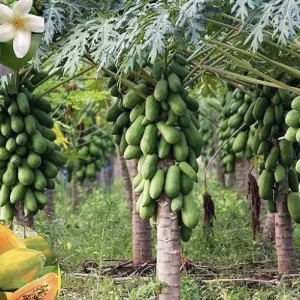 Papaya Plant Live – Organic, Fast Growing, 5-10 Inches Tall – Tropical Fruit Tree - Image 7