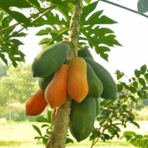 Papaya Plant Live Tropical Fruit Tree in 1 Gallon Pot - Image 2