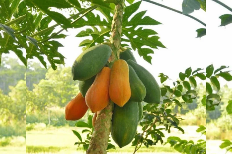 Papaya Plant Live Tropical Fruit Tree in 1 Gallon Pot - Image 2
