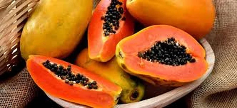 Papaya Plant Live Tropical Fruit Tree in 1 Gallon Pot - Image 1
