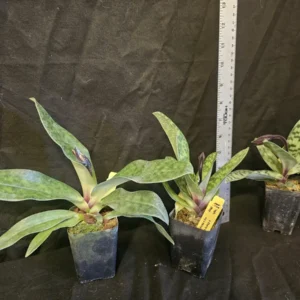 Paphiopedilum Magic Cherry Orchid Live Plant – Blooming Size in 2.5